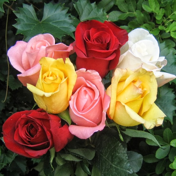 Meet your Posher, Sarah - Picture 1 of 1